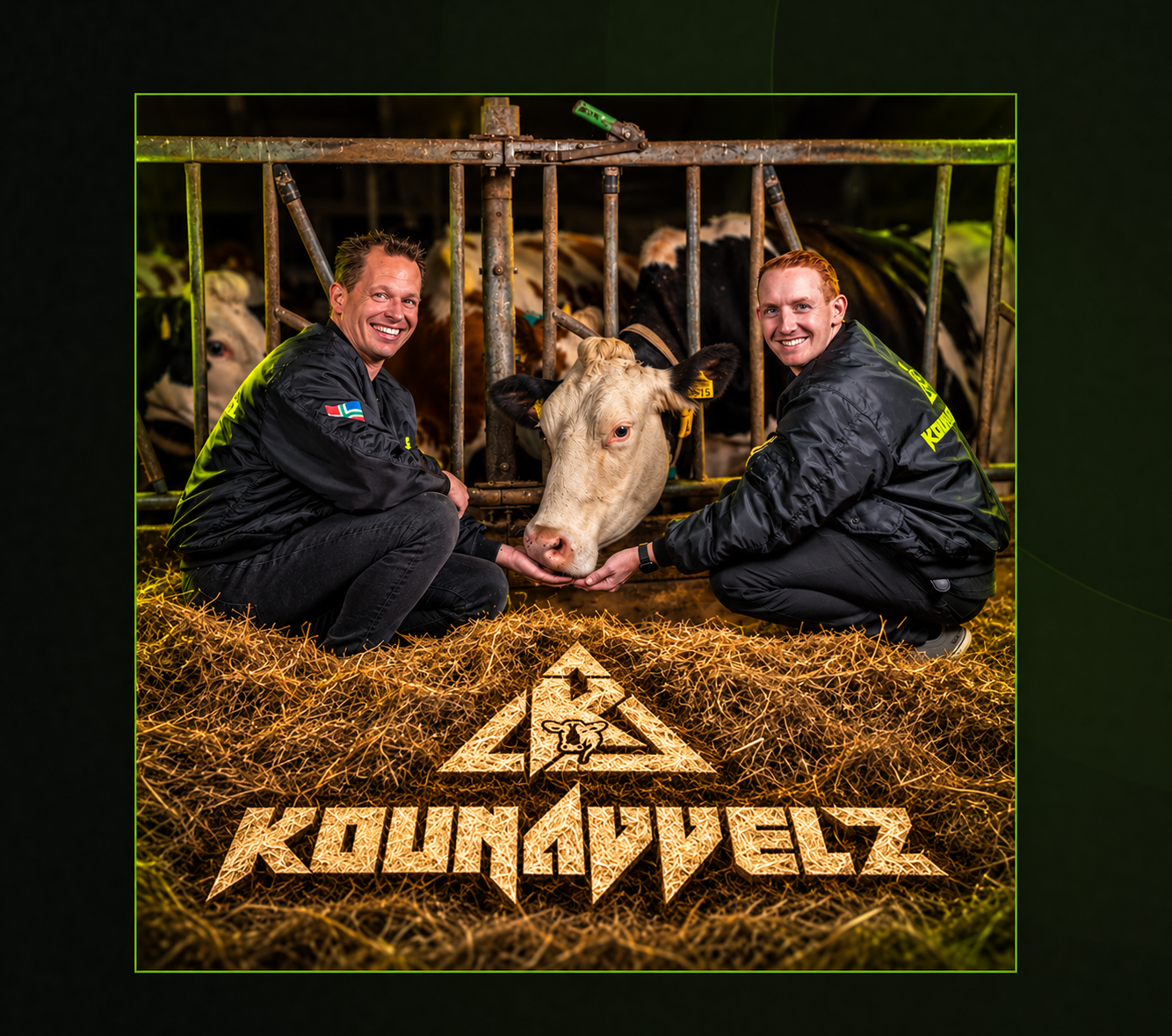 Kounavvelz in de stal met koe